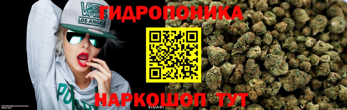 Каннабис сатива  Шишки марихуана семена  Урус-Мартан  Вход с VPN  Шишки марихуана AK-47 